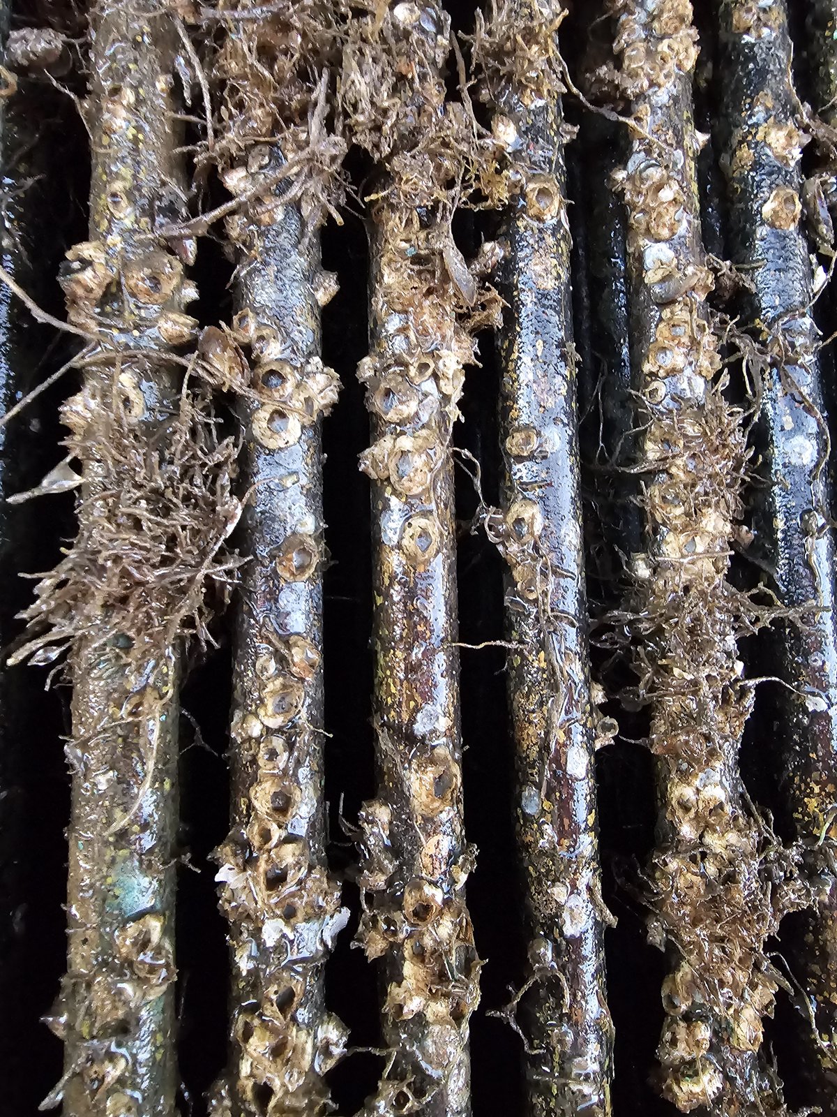 Box cooler with lots of marine fouling